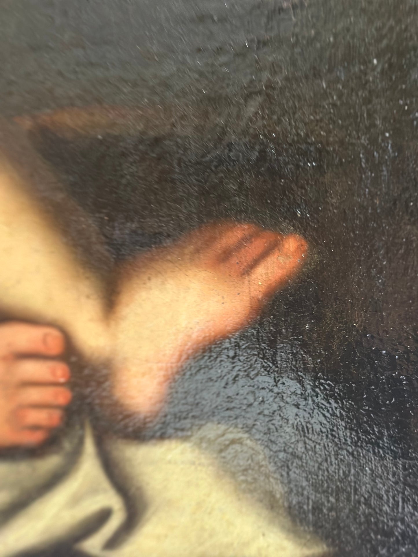 Olio su tela Bambino Gesù con croce XVII secolo
Guido Reni (bottega)